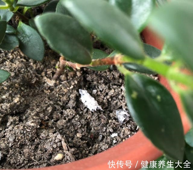 4个养花坏习惯,赶紧改掉,不然花只剩空盆!