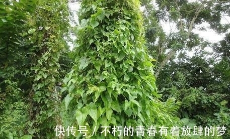 身披绿衣裳，却能“绞死”大树，这白花可不像表面那么招人喜欢