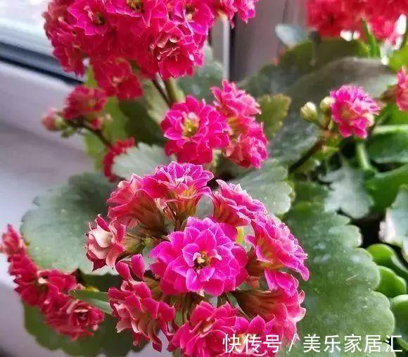 长寿花这样剪,插花盆里30天后,阳台装不下