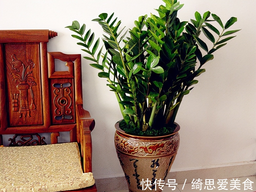 客厅想养“健康花”,建议从这12种里面选,不仅养人,还大气吉祥