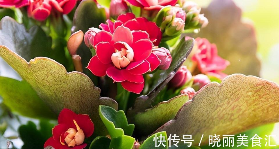 这三种情况下,说明植物需倒盆了