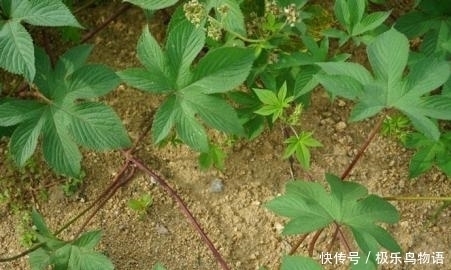 农村最常见的野菜,每天吃一点,咳嗽好了,煮
