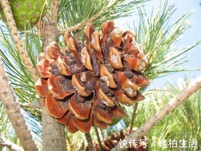 山上的“这东西”，捡回来养护君子兰，轻松解决土壤板结问题！