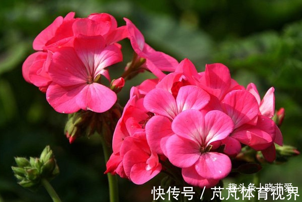 提醒：这12种“漂亮花”，不适合养在室内，别不当回事