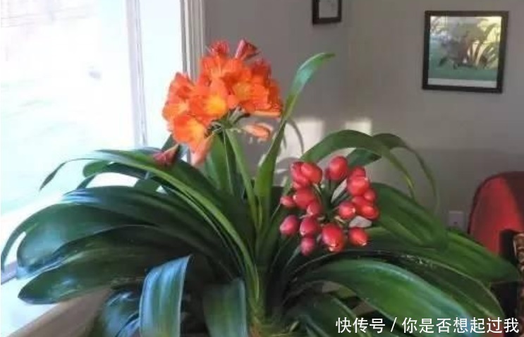 养君子兰,学会4个“小技巧”,叶片肥厚油亮,呼呼开花!