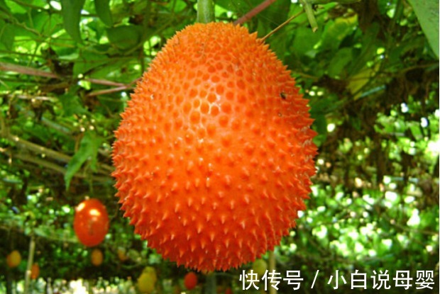 中醫|農村遍地的一種植物，竟是痔瘡的老對頭!中醫常常用，進來學習！