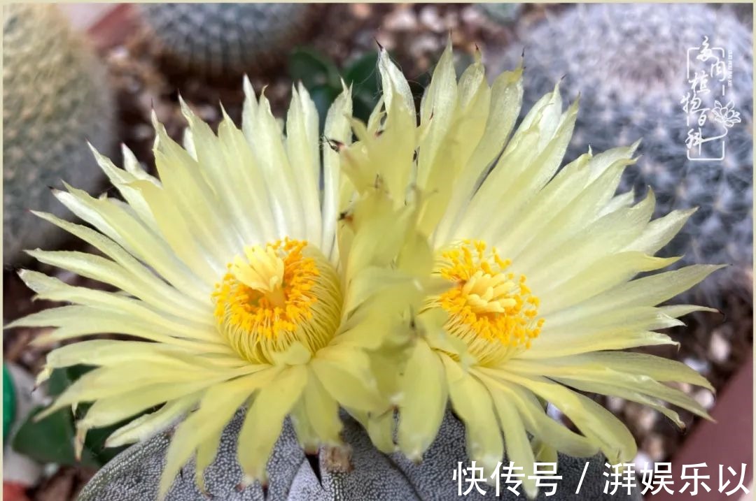 多肉|遇见即美，花事未荼蘼！种一桌子多肉，看花开花落！