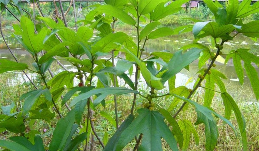 五指|农村这种野草有很好的健脾补肺功效,可治多种病症,价值很珍贵