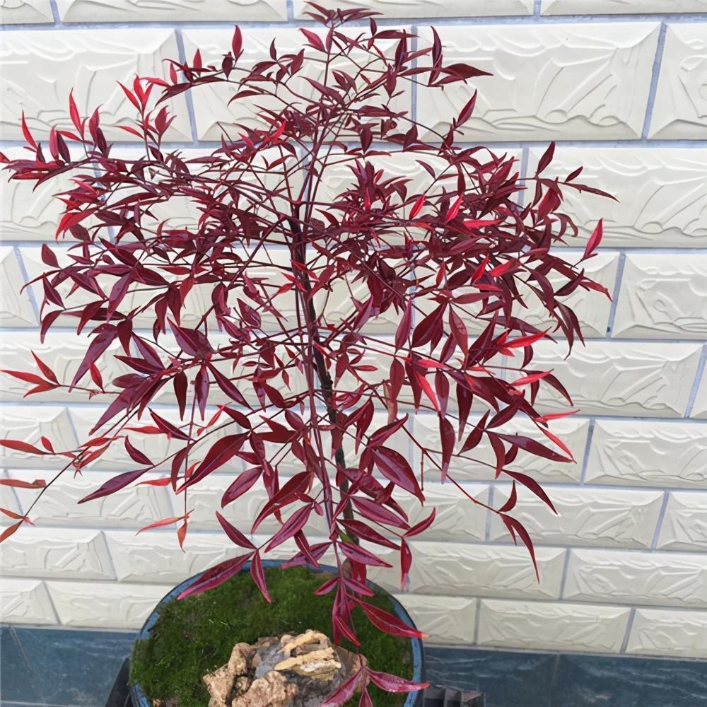 苏派盆景极具名气,这6种盆景做法精妙、极具自然之感,价值高