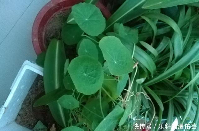 金丝荷叶花。不开花,看叶子也挺好看的