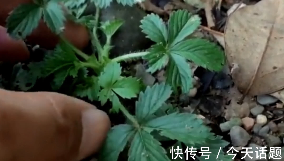 五爪草|在农村路旁的野草，有的人叫它“五爪草”，你知道它的价值吗？