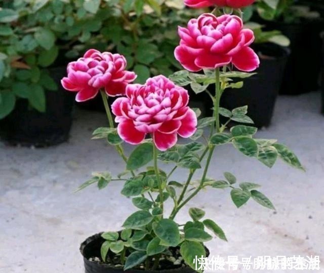 植株|这花开得太漂亮了，简直就是神仙颜值，难怪大家称它为“妖花”！