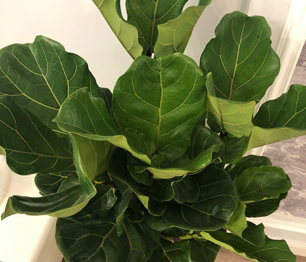 植株|客厅养花别乱养,选5种花,好养好看,高端大气上档次