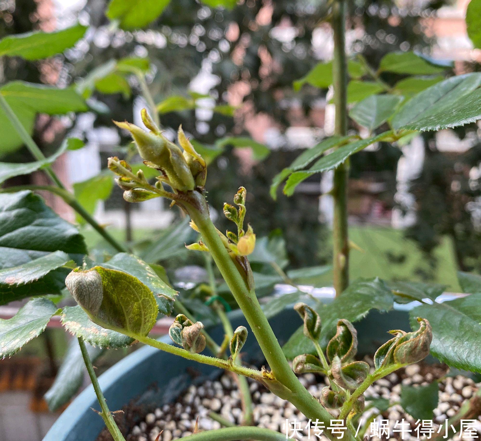 花苞|月季花的花苞和嫩叶长着长着就畸形了是怎么回事?一种小虫在作怪