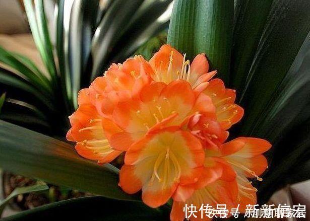 君子兰花|4种花,堪称花界劳模,花期长,开花勤,四季有花赏