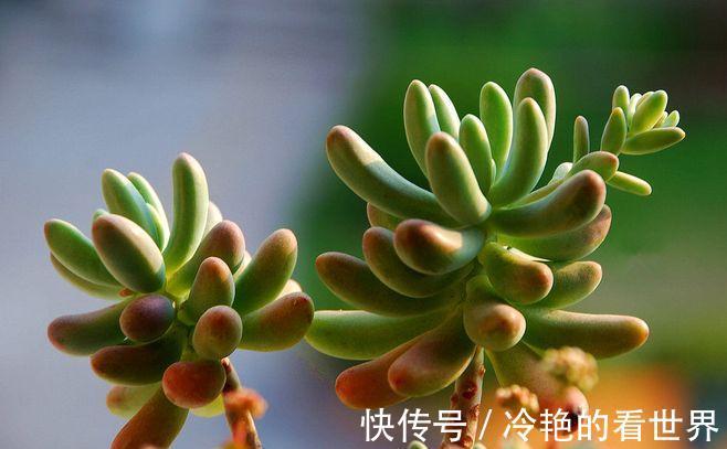 景天属|多肉果冻乙女心,自带果冻色,是果冻色系多肉里的颜值担当