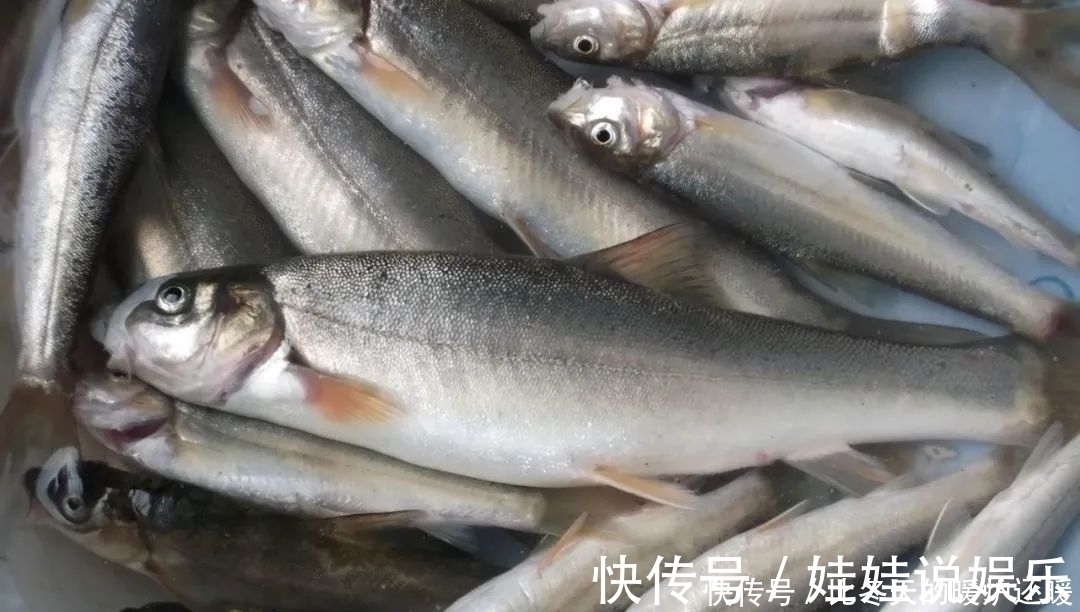 柳根鱼|如何钓柳根鱼？柳根鱼喜欢吃什么味型的食物？钓柳根鱼的技巧