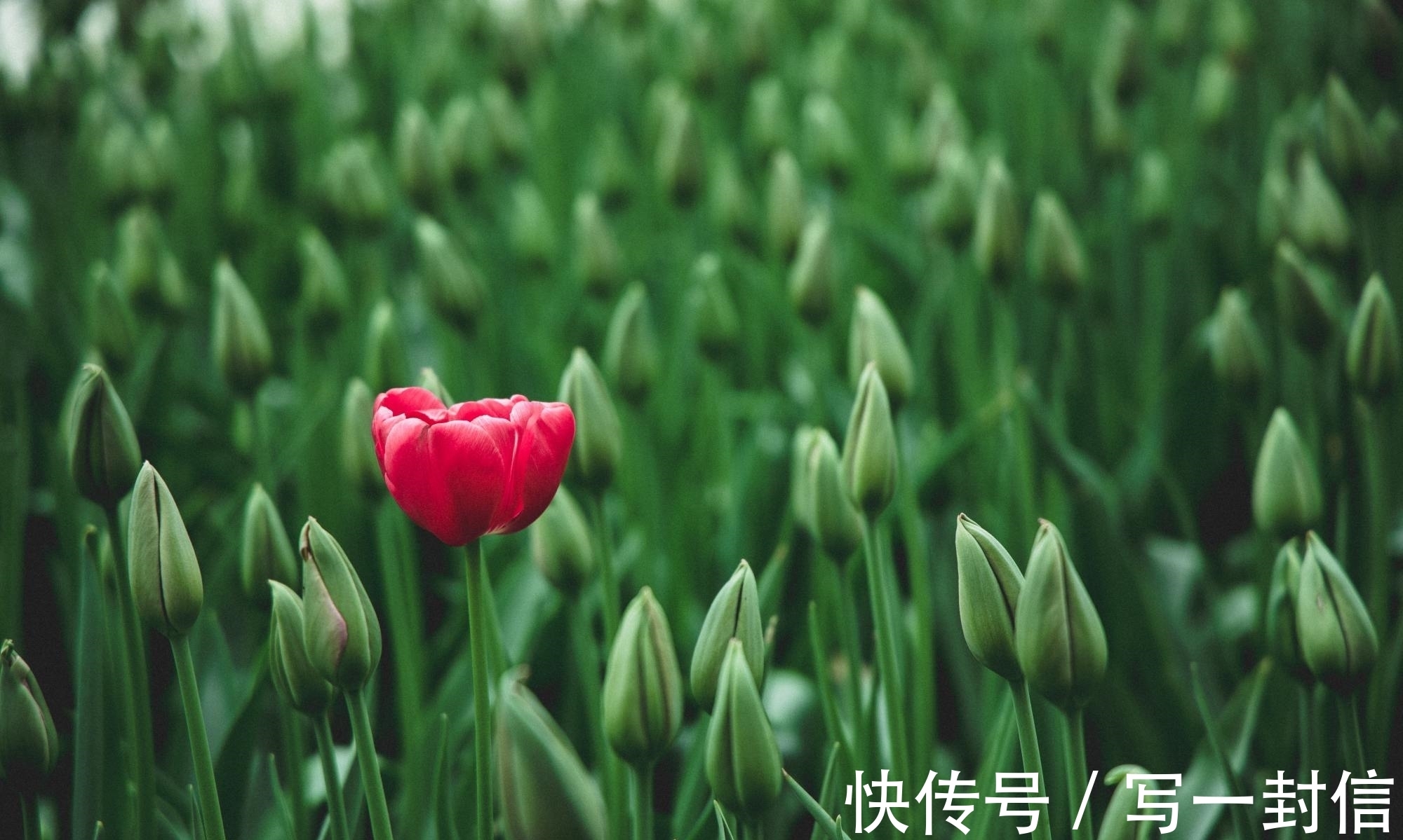 空青&欧阳修自己都满意的一首诗,称前4句浑然一体,结尾14字豁达乐观