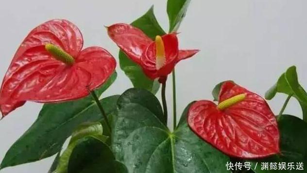 这些“老话”通俗易懂,能叫养花人少走弯路