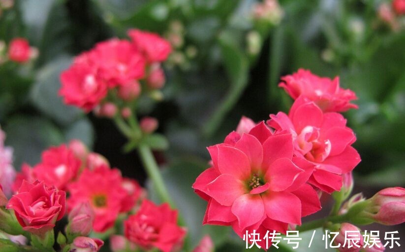 新买的长寿花叶子小花苞少几个原因一一排除,还它花繁叶茂!