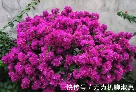 日日红|这几种花期超长的盆栽, 家里种上一盆, 一年四季都有花赏!