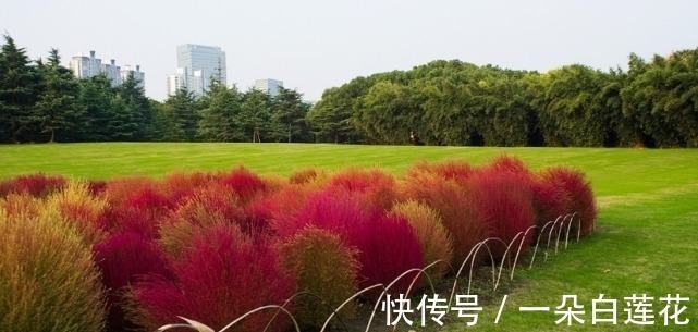 这植物有多“委屈”？在中国被当扫把用，在日本却身价百倍