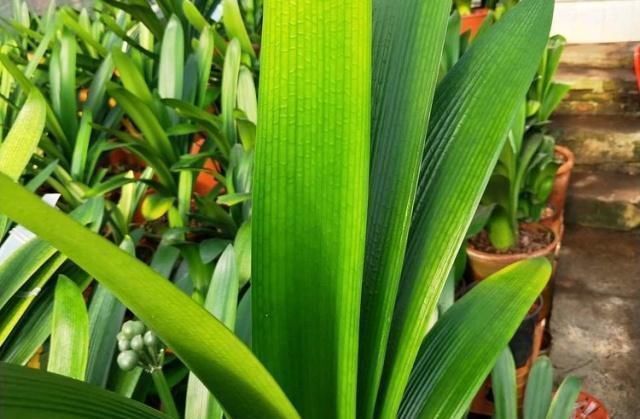 补肥|这种“大补肥”,君子兰最爱吃了,半个月用1次,新芽抽不停