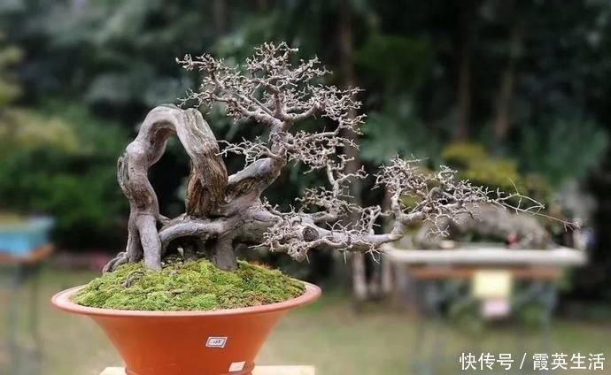 树木|盆景制作技法夏天来到，盆景脱衣换锦，有6种好处