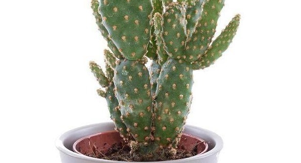 如果连这几种花都能养死,以后就不要养花了