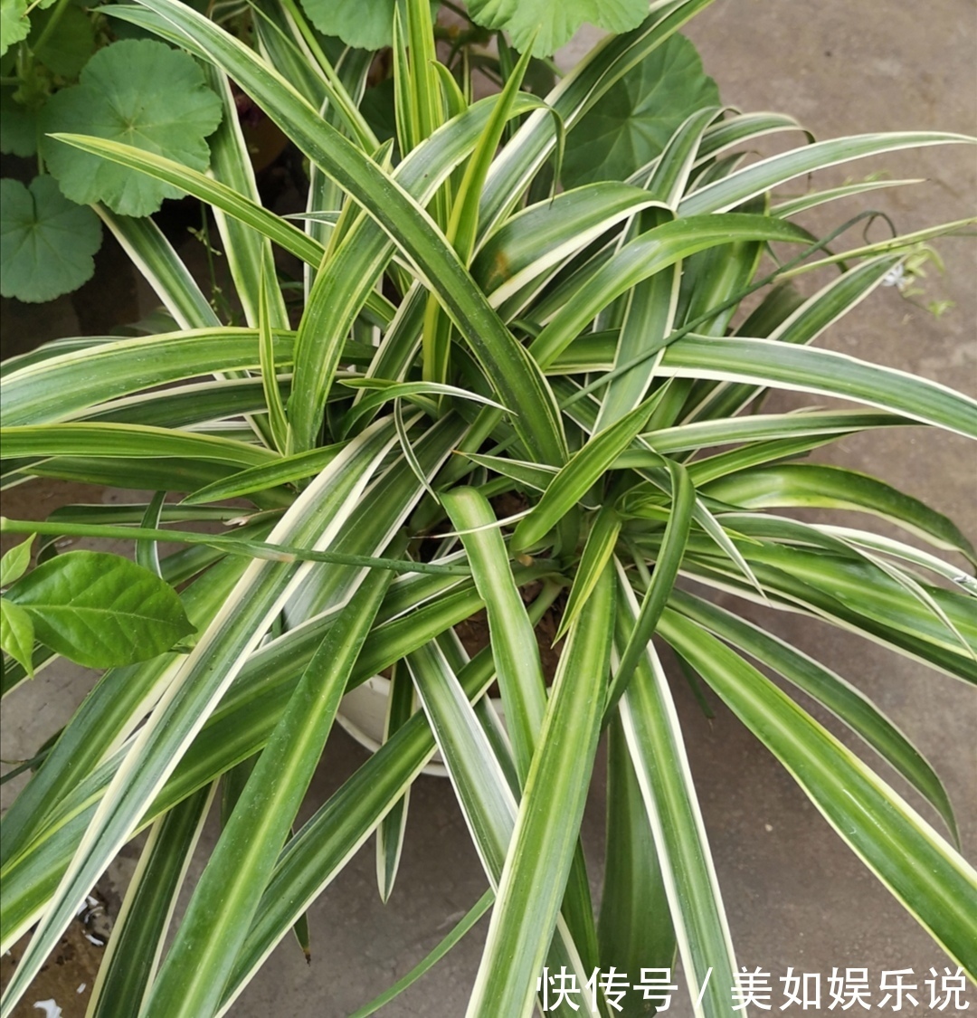 铜钱草|天热了,3种花进入旺季,补足水肥,很快长爆盆