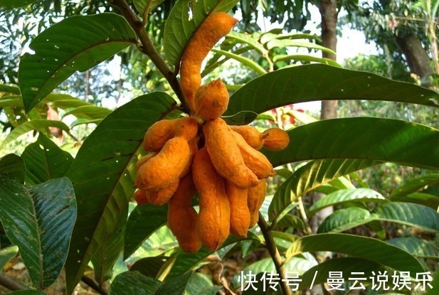 营养成分|叫不出来名字的野果,每天食一个,越吃越健康