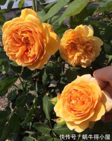 人气|人气颇高的10种月季，有人喜欢有人厌，找到合适的才是正确的