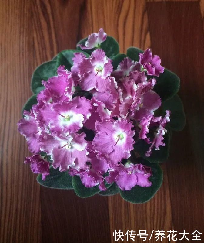 冬天好养的花，皮实不娇气，颜值高上档次，咋养都开花