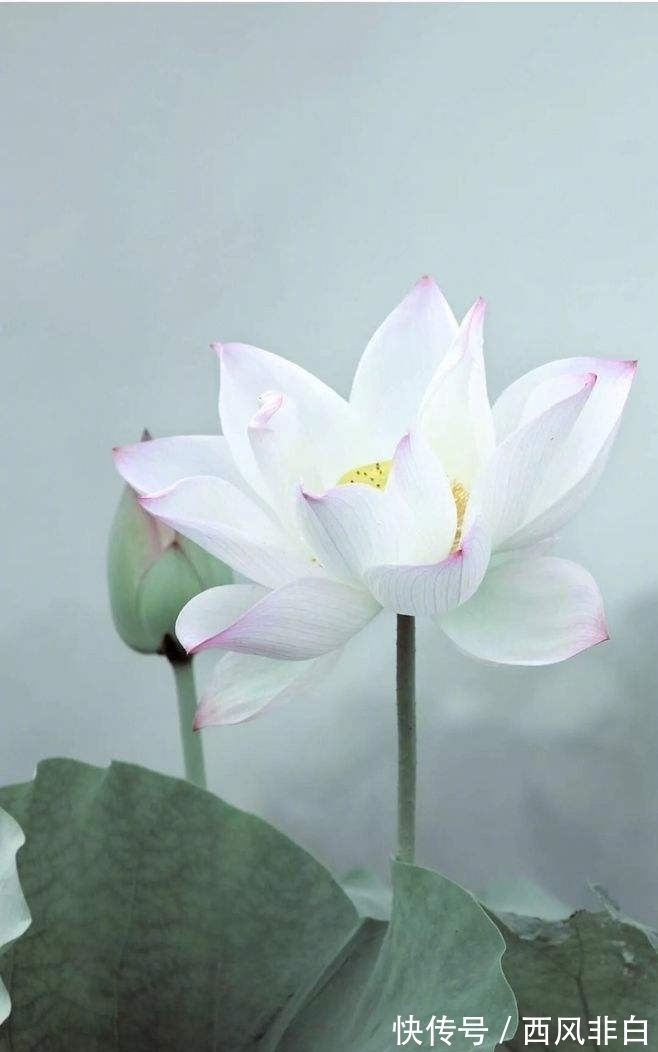 学说|黄帝内经:诸病皆由心病起,心若安时百病消。再论真气精神之根源