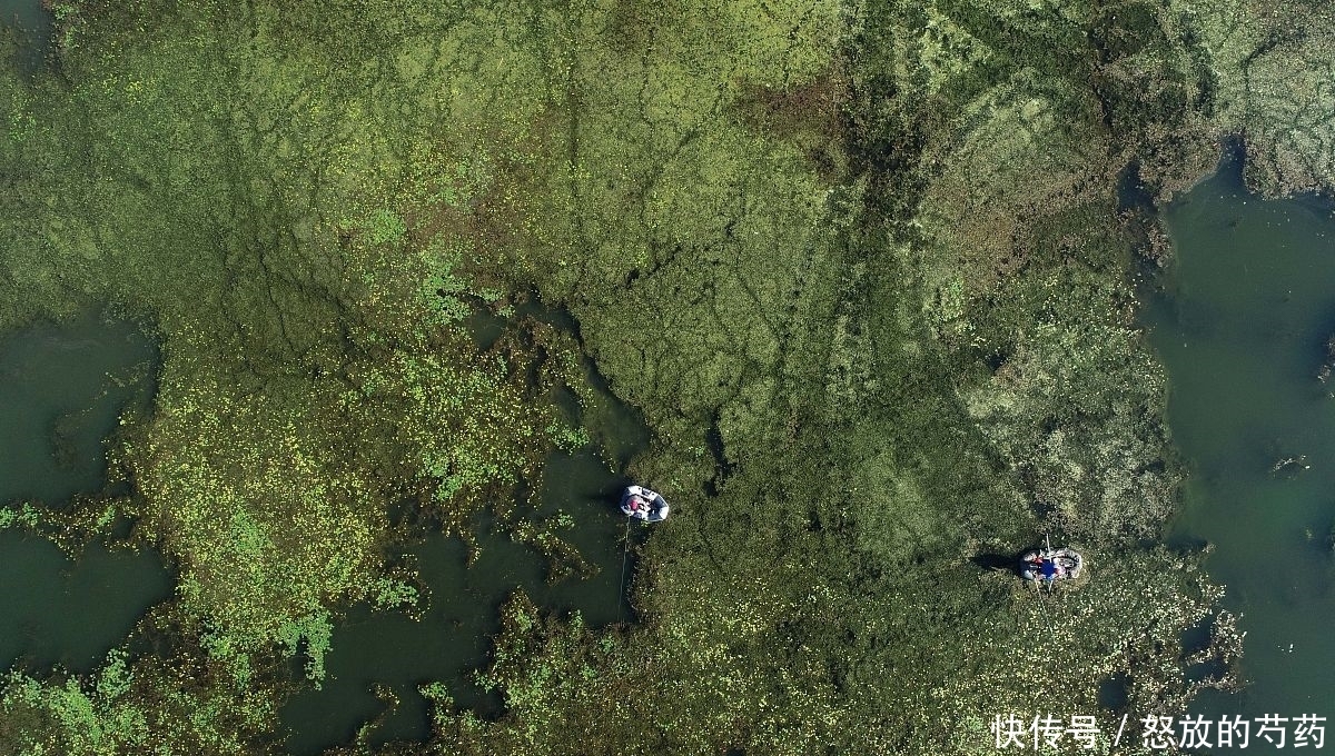 钓位|虽然水草处钓鱼效果不错,但忽视这5点,同样等于“”瞎胡跑”