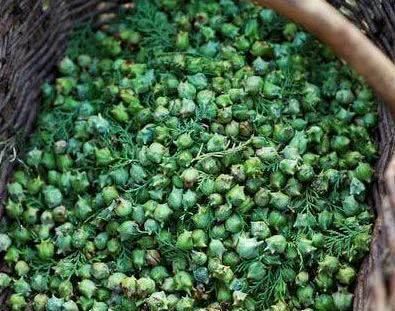 芝麻梗|天然的“染发剂”被找到了, 洗头时加一点, 白发慢慢黑回来