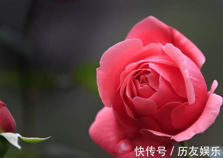 月季花,养护不难,但也需要掌握细节,真正掌握后,开花爆盆!