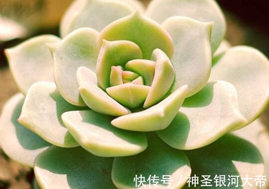 2块钱的多肉,养的好照样美的不像话