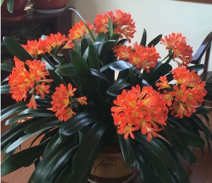 君子兰不开花淘米水兑点“黄水水”,花箭冒出来,1次开出10朵