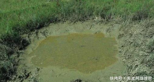 为何随便挖个水坑,时间久了就会有鱼?其实原理一说就明白