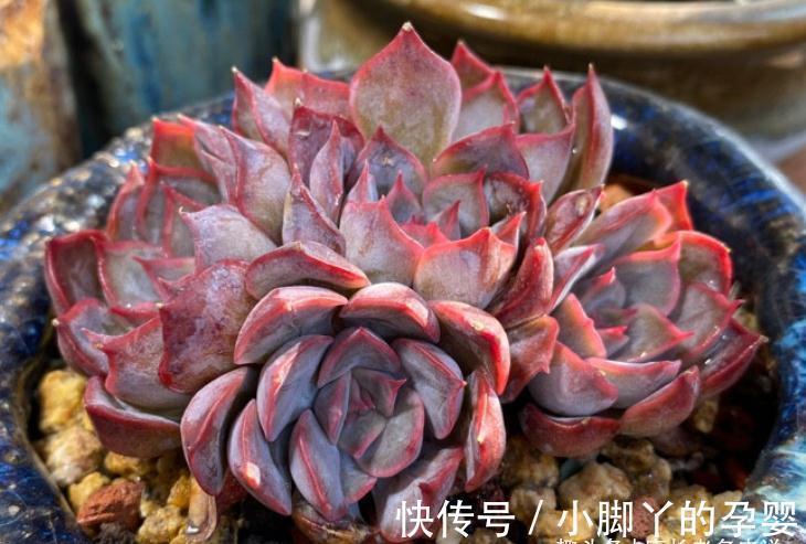 多肉暗冰和菲欧娜,平常有七分相似,出状态后颜值则有云泥之别