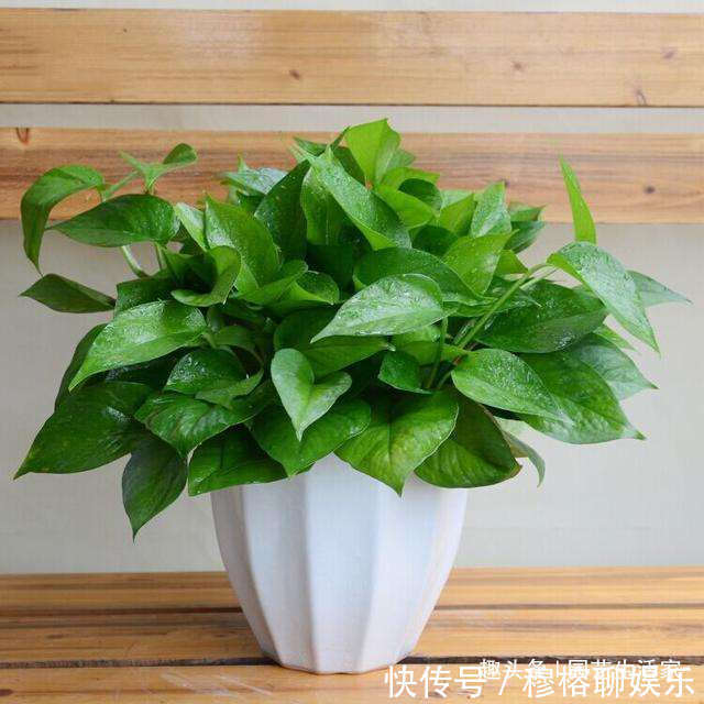 鲜艳|客厅养花,懂行的人会避开4种花不养,看看你家养了哪几种