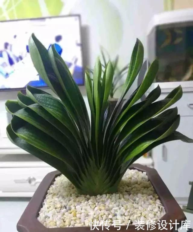 阿司匹林|养君子兰,就用4种药,只需埋在花盆中,花剑冒不停,叶绿花还旺