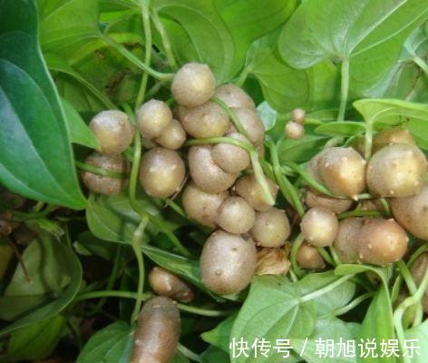中医|农村一种不起眼的“小蛋蛋”，中医却当宝，比山药还补