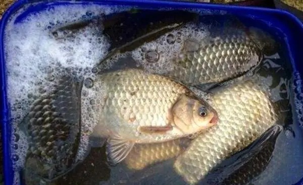 冬天手竿钓鲫鱼的4个基本技巧,只有老钓鱼人才知道!