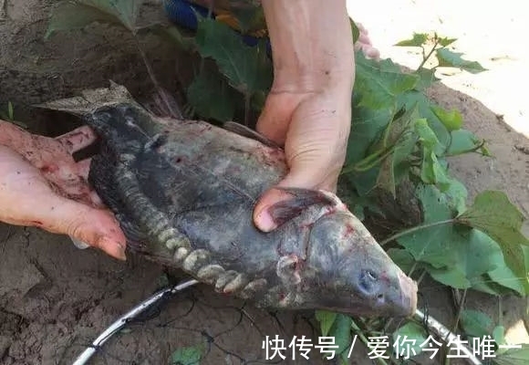小伙|小伙钓鱼发现鱼不对,仔细一看鱼身没有鳞,吓得后背冒汗直接放生