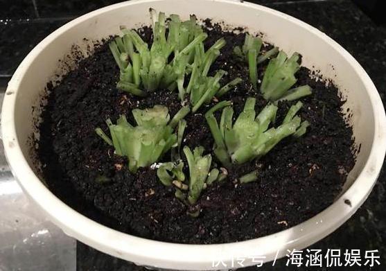 阴凉处|君子兰、多肉秋天“砍一刀”，1次冒出10个芽，几个月养爆盆