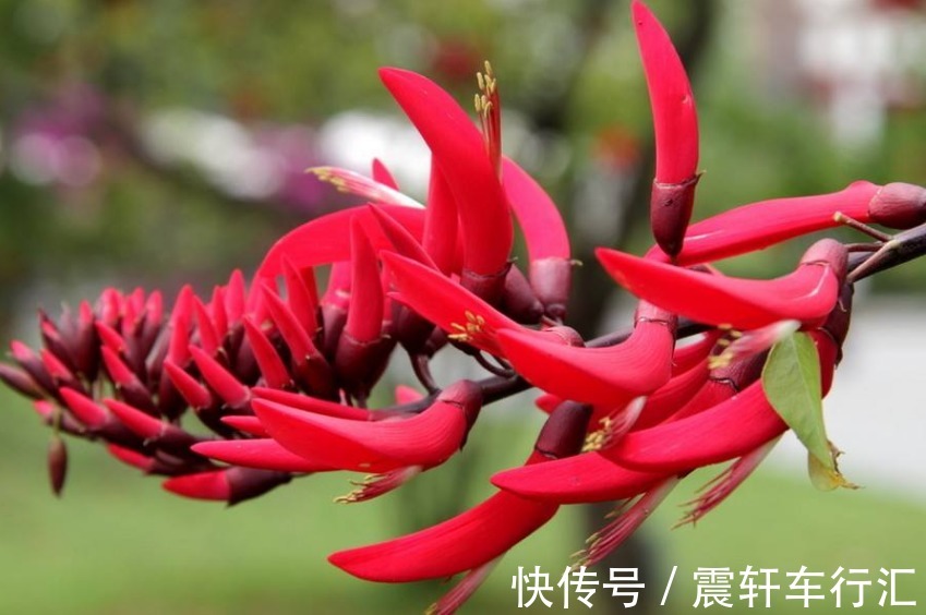 绿叶$此花花色红艳夺目,远望犹如一支象牙突出于绿叶丛中,寓意着荣耀