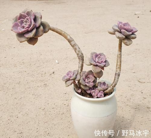 河沙|多肉植物紫乐徒长个怎么回事,该如何处理