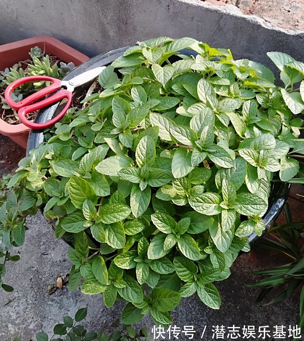 6种“漂亮花”，长了就狠剪，舍不得剪害处大，耽误一年开花量